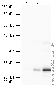 Western blot - Anti-RFP antibody (AB62341), expandable thumbnail