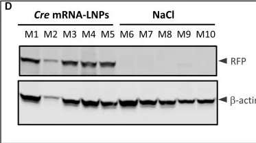 Western blot - Anti-RFP antibody (AB62341)