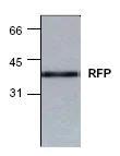 Western blot - Anti-RFP antibody [BV3-2] (AB50896)