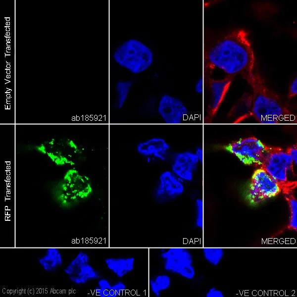 Immunocytochemistry/ Immunofluorescence - Anti-RFP antibody [EPR18992] - BSA and Azide free (AB240297)