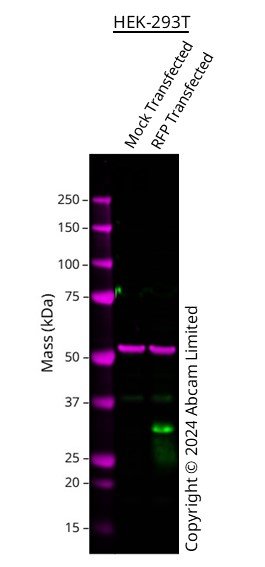 Western blot - Anti-RFP antibody [EPR18992] - BSA and Azide free (AB240297)
