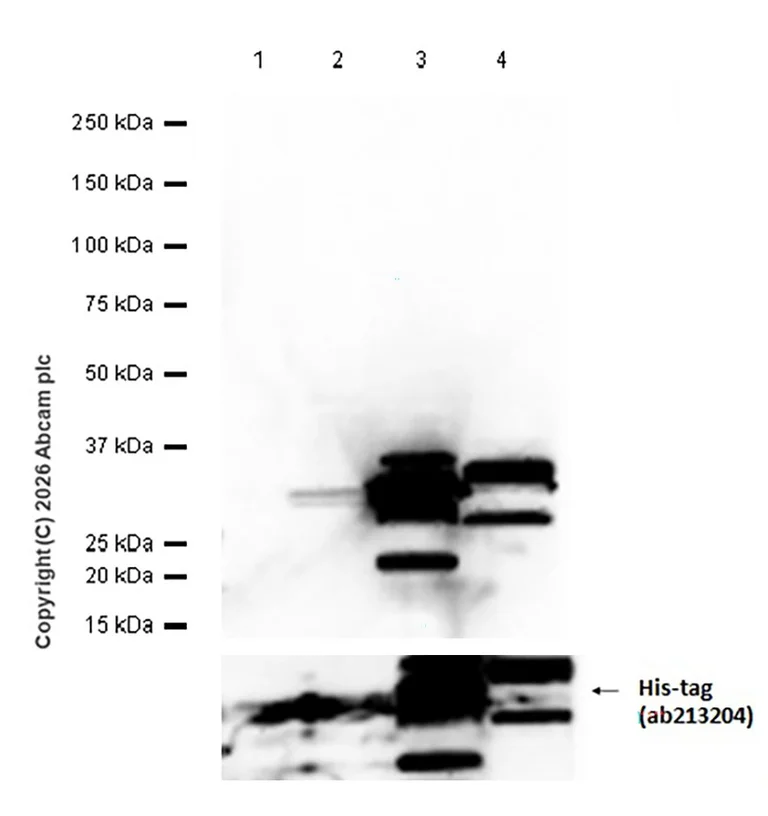 Western blot - Anti-RFP antibody [EPR18992] - BSA and Azide free (AB240297)