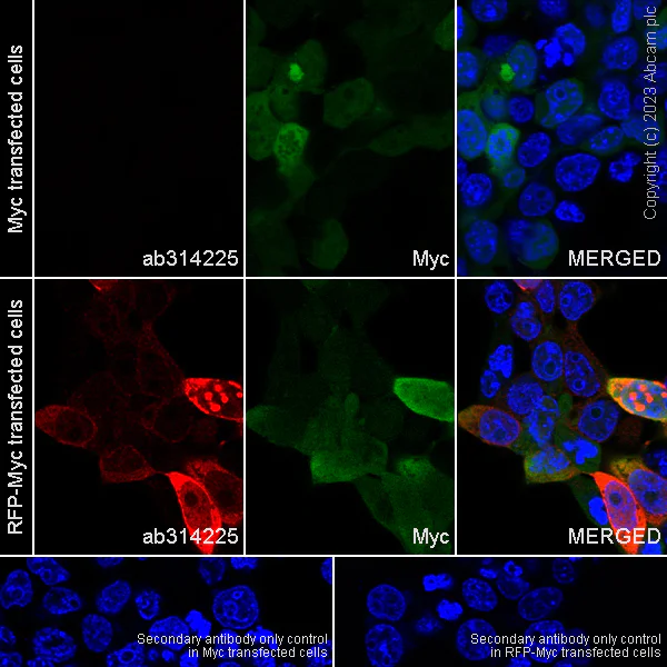 Immunocytochemistry/ Immunofluorescence - Anti-RFP antibody [EPR28246-45] - BSA and Azide free (AB314226)