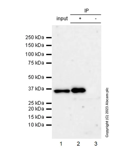 Immunoprecipitation - Anti-RFP antibody [EPR28246-45] - BSA and Azide free (AB314226)