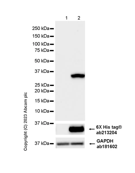 Western blot - Anti-RFP antibody [EPR28246-45] - BSA and Azide free (AB314226)