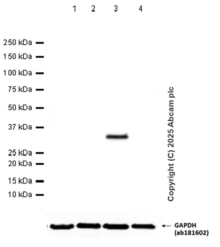 Western blot - Anti-RFP antibody [EPR28246-45] - BSA and Azide free (AB314226)