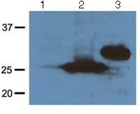 Western blot - Anti-RFP antibody [RF5R] (AB125244), expandable thumbnail