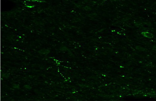 Immunohistochemistry (Frozen sections) - Anti-RFRP antibody (AB228496), expandable thumbnail