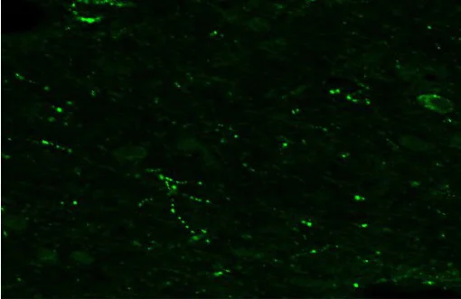 Immunohistochemistry (Frozen sections) - Anti-RFRP antibody (AB228496)