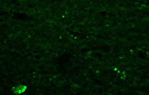 Immunohistochemistry (Frozen sections) - Anti-RFRP antibody (AB228496), expandable thumbnail