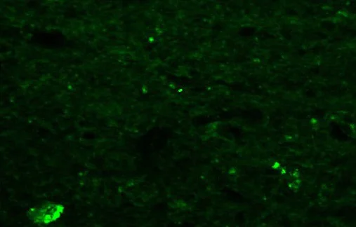Immunohistochemistry (Frozen sections) - Anti-RFRP antibody (AB228496)