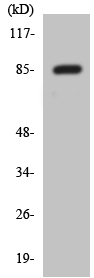Western blot - Anti-RFWD3 antibody (AB138030)