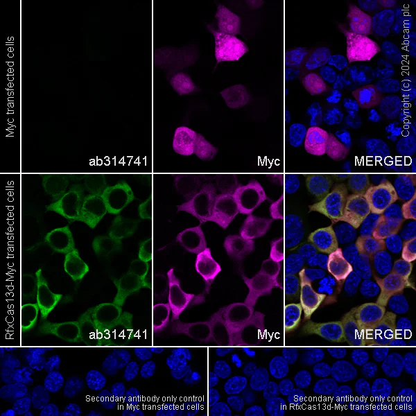Immunocytochemistry/ Immunofluorescence - Anti-Rfx Cas13d (N-term) antibody [EPR23965-31] - BSA and Azide free (AB314742)