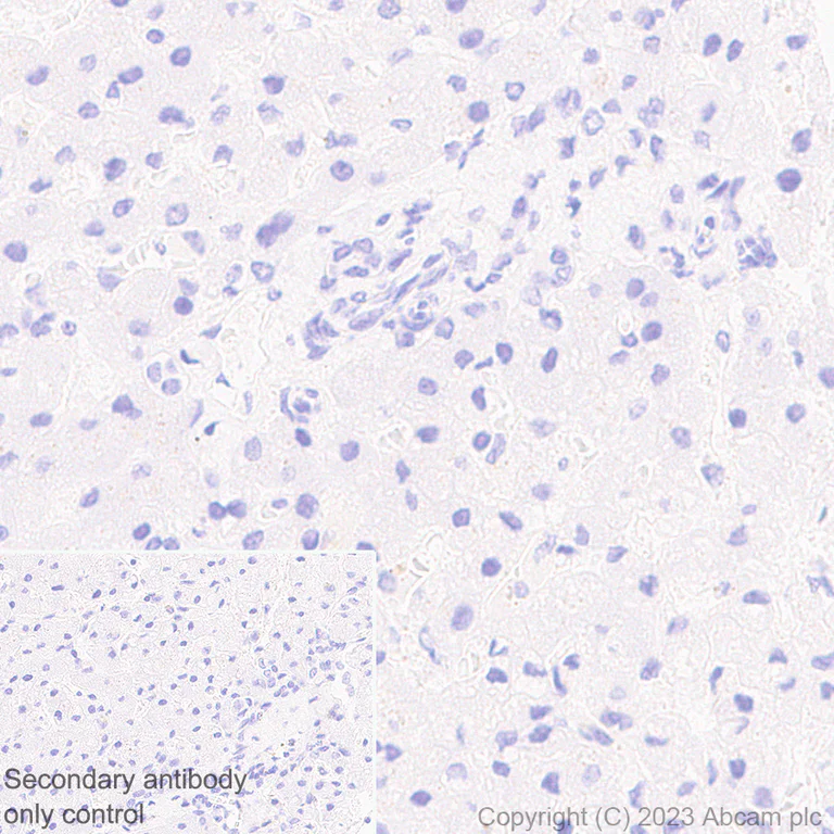 Immunohistochemistry (Formalin/PFA-fixed paraffin-embedded sections) - Anti-Rfx Cas13d (N-term) antibody [EPR23965-31] - BSA and Azide free (AB314742)