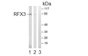 Western blot - Anti-RFX3 antibody (AB92670)