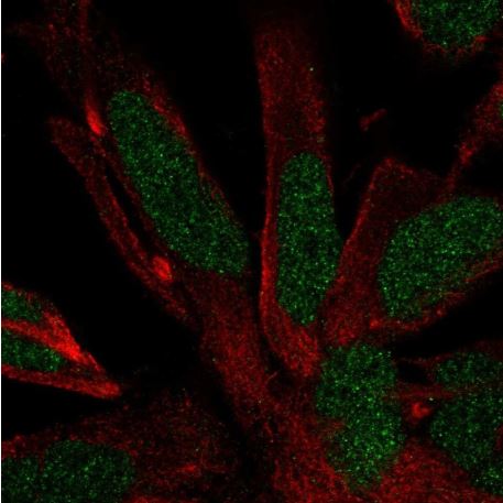 Immunocytochemistry/ Immunofluorescence - Anti-RFX4 antibody (AB188020), expandable thumbnail
