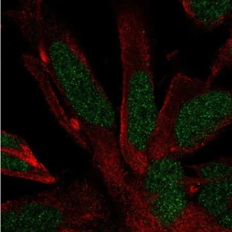 Immunocytochemistry/ Immunofluorescence - Anti-RFX4 antibody (AB188020)