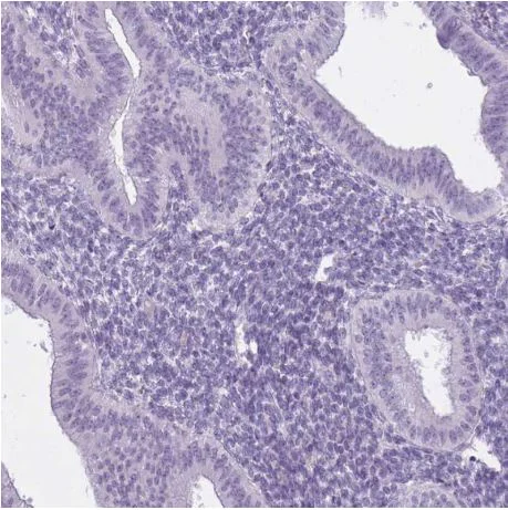 Immunohistochemistry (Formalin/PFA-fixed paraffin-embedded sections) - Anti-RFX4 antibody (AB188020)