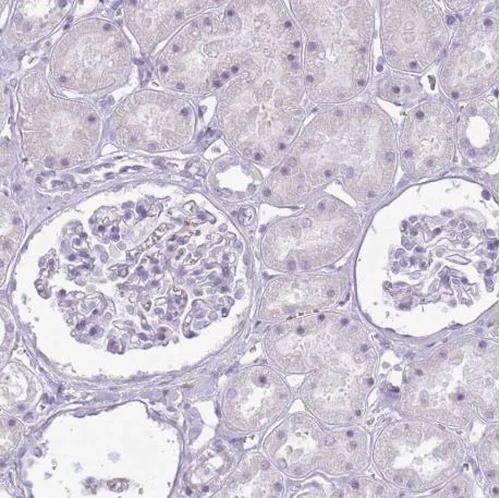 Immunohistochemistry (Formalin/PFA-fixed paraffin-embedded sections) - Anti-RFX4 antibody (AB188020)