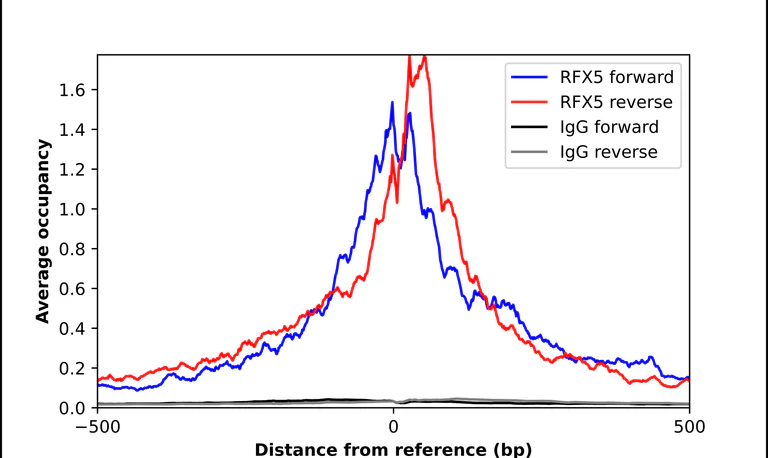 ChIP - Anti-RFX5 Antibody (AB327285)