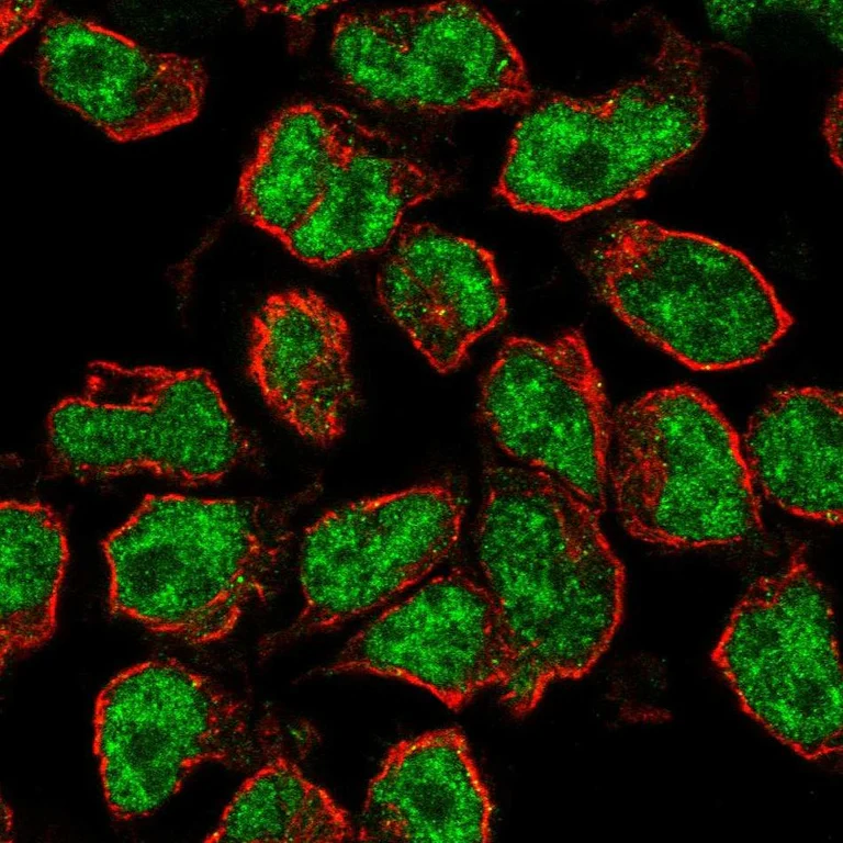 Immunocytochemistry/ Immunofluorescence - Anti-RFX5 Antibody (AB327285)