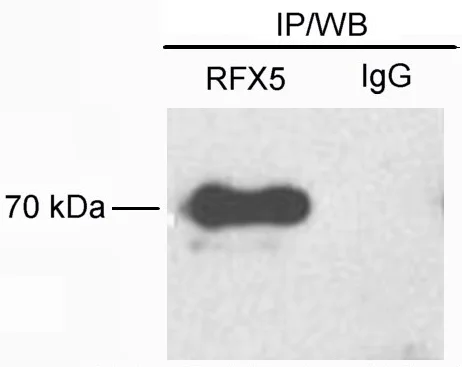 Western blot - Anti-RFX5 antibody (AB9255)