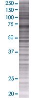 SDS-PAGE - RFX5 overexpression 293T lysate (whole cell) (AB94108), expandable thumbnail
