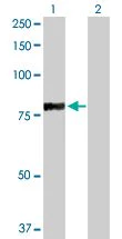 Western blot - RFX5 overexpression 293T lysate (whole cell) (AB94108)