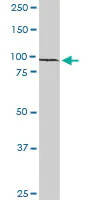 Western blot - Anti-RFX6 antibody (AB103497)