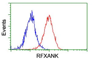 Flow Cytometry (Intracellular) - Anti-RFXANK antibody [OTI3E7] (AB236408)