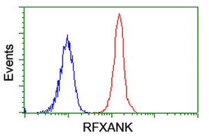 Flow Cytometry (Intracellular) - Anti-RFXANK antibody [OTI3E7] (AB236408)
