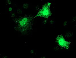Immunocytochemistry/ Immunofluorescence - Anti-RFXANK antibody [OTI3E7] (AB236408)