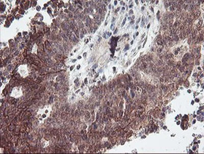 Immunohistochemistry (Formalin/PFA-fixed paraffin-embedded sections) - Anti-RFXANK antibody [OTI3E7] (AB236408)