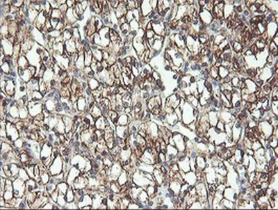 Immunohistochemistry (Formalin/PFA-fixed paraffin-embedded sections) - Anti-RFXANK antibody [OTI3E7] (AB236408)