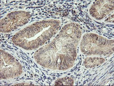 Immunohistochemistry (Formalin/PFA-fixed paraffin-embedded sections) - Anti-RFXANK antibody [OTI3E7] (AB236408)