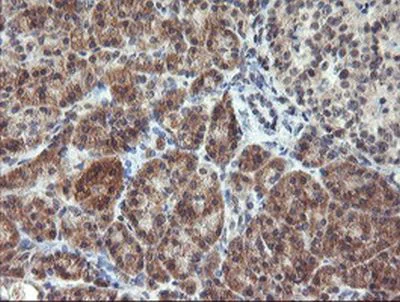 Immunohistochemistry (Formalin/PFA-fixed paraffin-embedded sections) - Anti-RFXANK antibody [OTI3E7] (AB236408)
