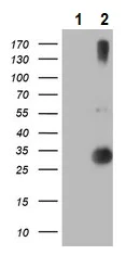 Western blot - Anti-RFXANK antibody [OTI3E7] (AB236408)