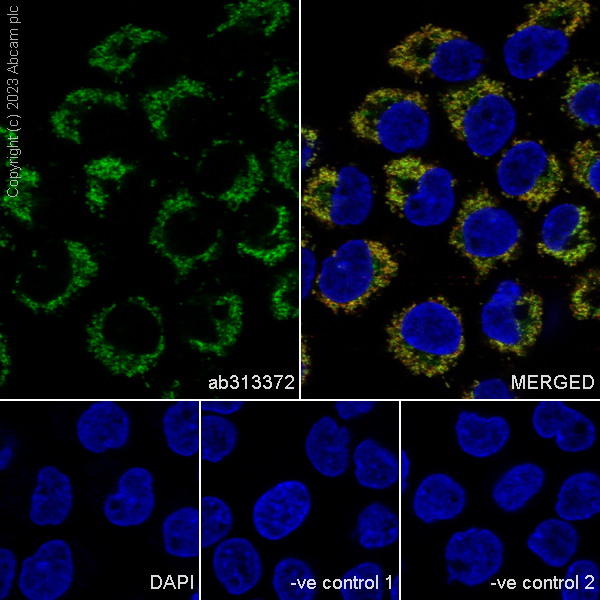 Immunocytochemistry/ Immunofluorescence - Anti-RG9MTD1 antibody [EPR27065-61] - BSA and Azide free (AB313373), expandable thumbnail