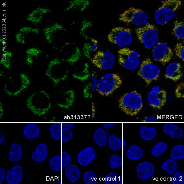 Immunocytochemistry/ Immunofluorescence - Anti-RG9MTD1 antibody [EPR27065-61] - BSA and Azide free (AB313373)