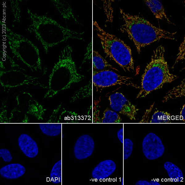 Immunocytochemistry/ Immunofluorescence - Anti-RG9MTD1 antibody [EPR27065-61] - BSA and Azide free (AB313373)
