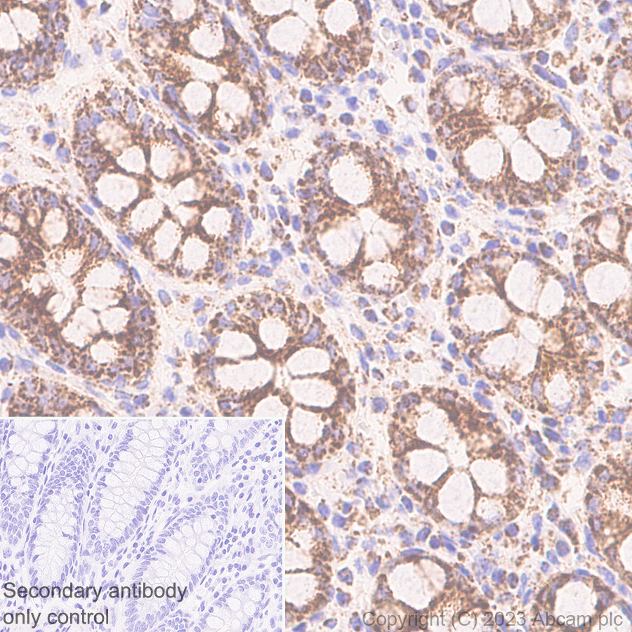 Immunohistochemistry (Formalin/PFA-fixed paraffin-embedded sections) - Anti-RG9MTD1 antibody [EPR27065-61] - BSA and Azide free (AB313373), expandable thumbnail