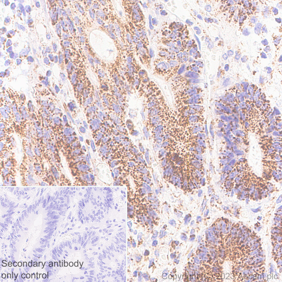 Immunohistochemistry (Formalin/PFA-fixed paraffin-embedded sections) - Anti-RG9MTD1 antibody [EPR27065-61] - BSA and Azide free (ab313373), expandable thumbnail