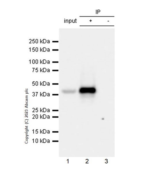Immunoprecipitation - Anti-RG9MTD1 antibody [EPR27065-61] - BSA and Azide free (AB313373), expandable thumbnail