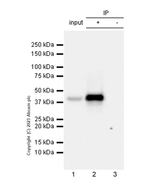 Immunoprecipitation - Anti-RG9MTD1 antibody [EPR27065-61] - BSA and Azide free (AB313373)