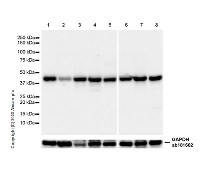 Western blot - Anti-RG9MTD1 antibody [EPR27065-61] - BSA and Azide free (ab313373), expandable thumbnail