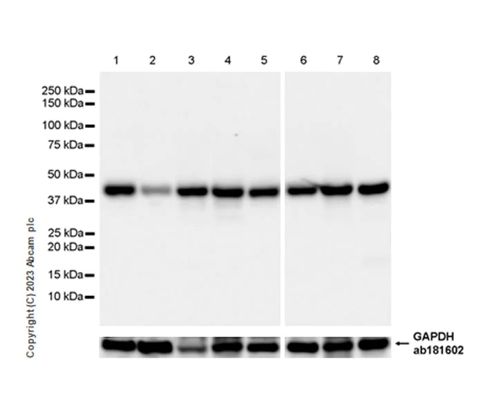 Western blot - Anti-RG9MTD1 antibody [EPR27065-61] - BSA and Azide free (AB313373)