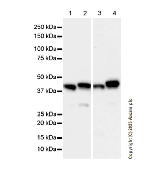 Western blot - Anti-RG9MTD1 antibody [EPR27065-61] - BSA and Azide free (AB313373)