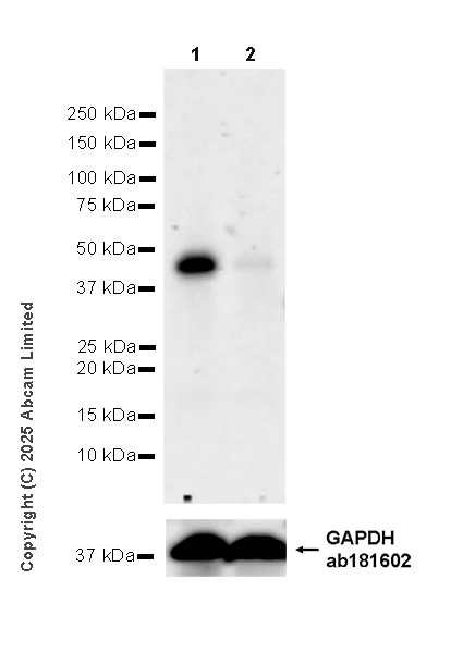 Western blot - Anti-RG9MTD3 antibody [EPR28590-15] (AB324235)