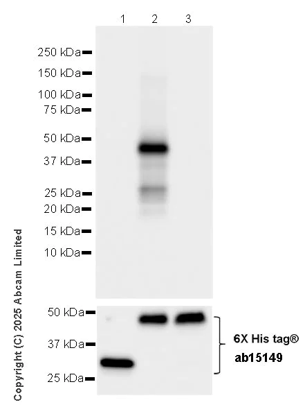 Western blot - Anti-RG9MTD3 antibody [EPR28590-15] (AB324235)
