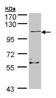 Western blot - Anti-RGL2 antibody (AB137600)